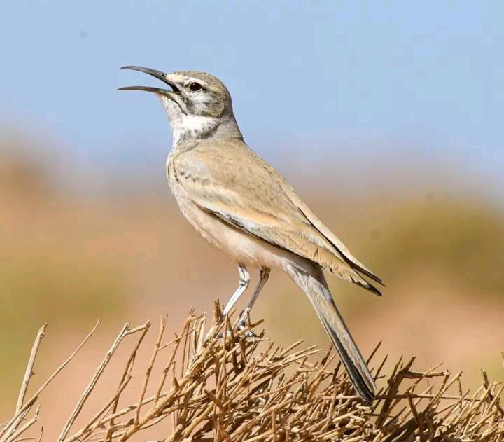 Riad Dades Birds Boumalne 外观 照片